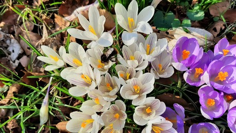 VOORJAAR HEEFT ZICH GEMELD