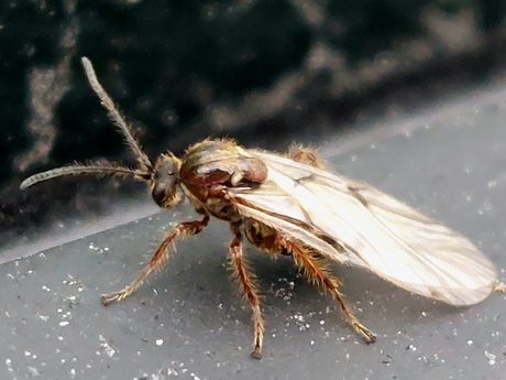 De onbekende galwesp 