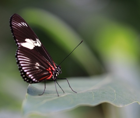 Vlinder