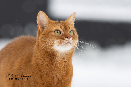 Het valt uit de lucht!