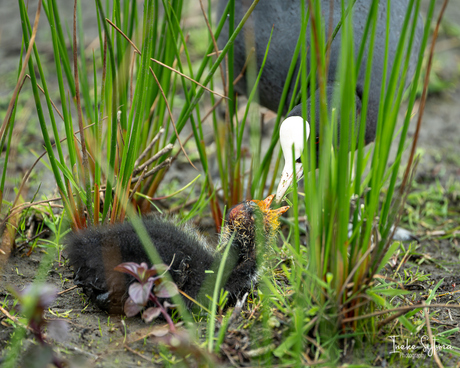 Jonge meerkoet