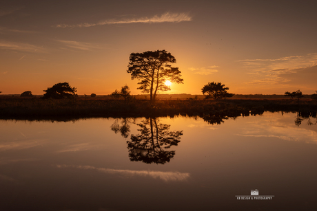 Boom met reflectie aan ven op het Dwingelderveld tijdens zonsondergang