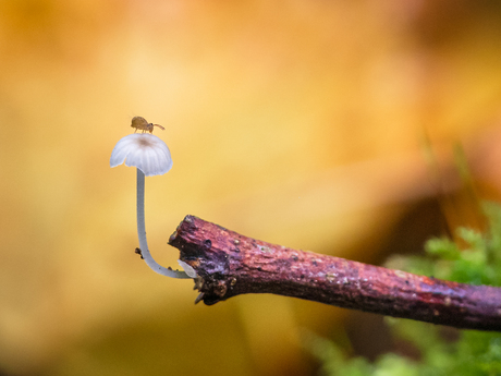 Verrassingseffect…