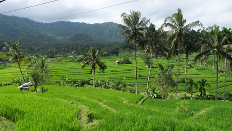 Bali