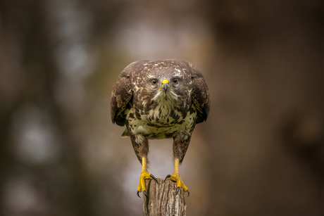 Buizerd op de uitkijk