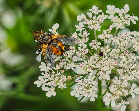 Tachina Fera (Vliegensoort) 