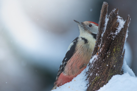 Middelste bonte specht in de sneeuw