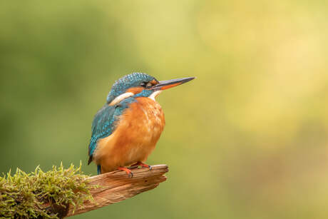 Ijsvogel