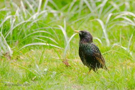 Spreeuw, een vogel met kleur. 