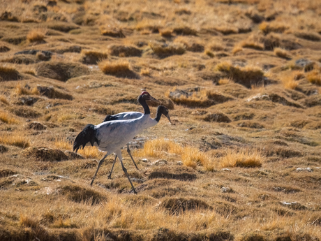 Black neck crane