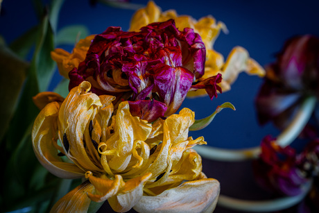 Bejaarde Pioentulpen