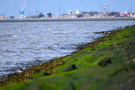 De kust van Harlingen