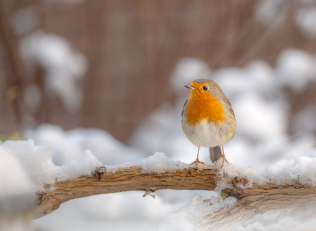 Nog een beetje sneeuw…