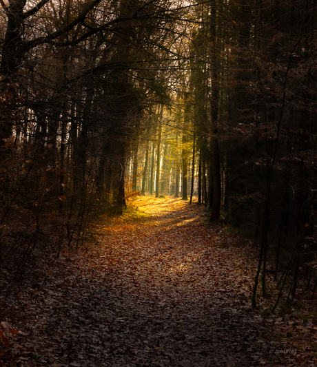 Heerlijke dag in het Bos