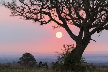 Serengeti zonsondergang (#2)