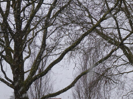 De eerste sneeuwvlokken in 2026