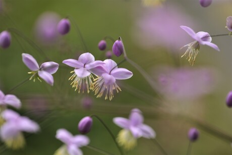 Anemonopsis