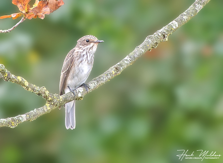 Grauwe vliegenvanger (Muscicapa striata)