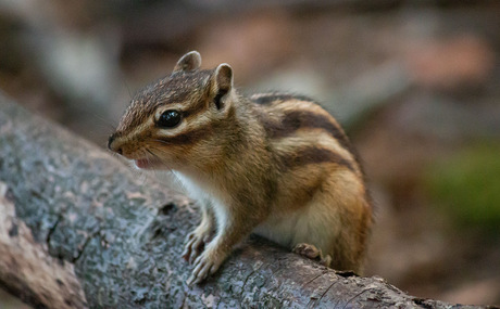 Chipmunk 