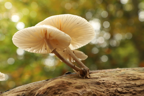 Een ivoorwitte paddenstoel