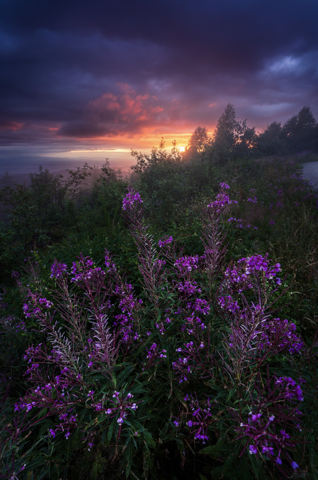 Zomerse zonsondergang in het Zwarte Woud