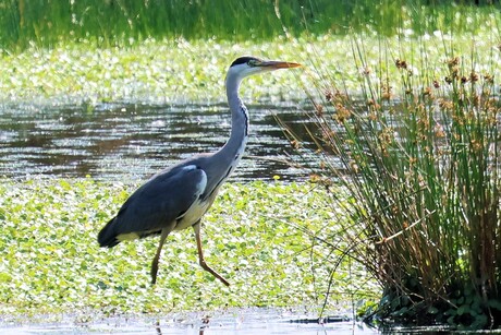rampestampen in het groen