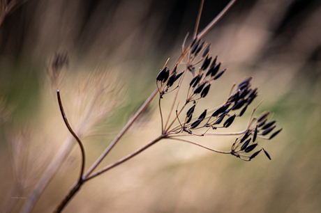 Delicaatheid in de vrije natuur