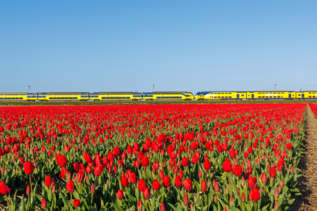 who is afraid of red yellow and blue?