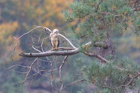 Blonde Buizerd