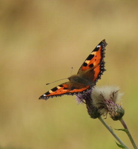 Distel