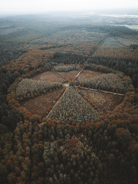 Eenzame eik vanuit de lucht