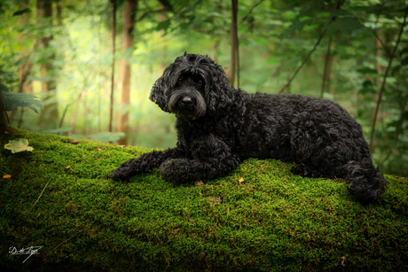 Zwarte labradoodle op bemoste boomstam