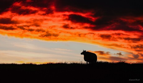 Dromende schaap