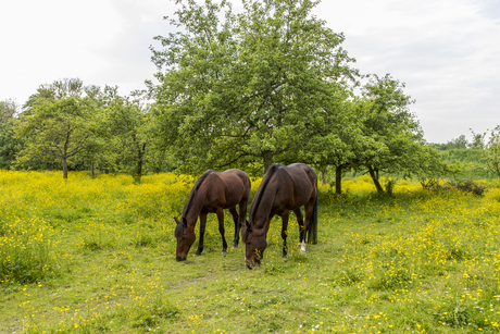 Paarden tussen boterbloemen