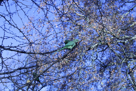 Groene vogel