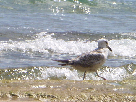 Cheerful seagull in the surf by Elle Hart