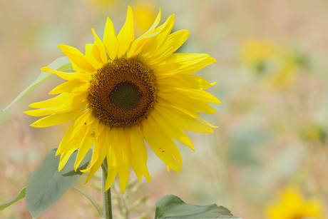 De zon in de velden.