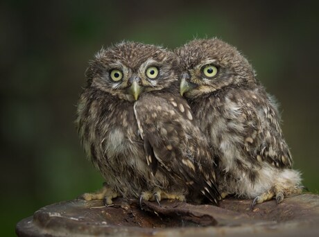 Twee jonge steenuiltjes