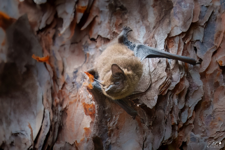 Vleermuis bij daglicht