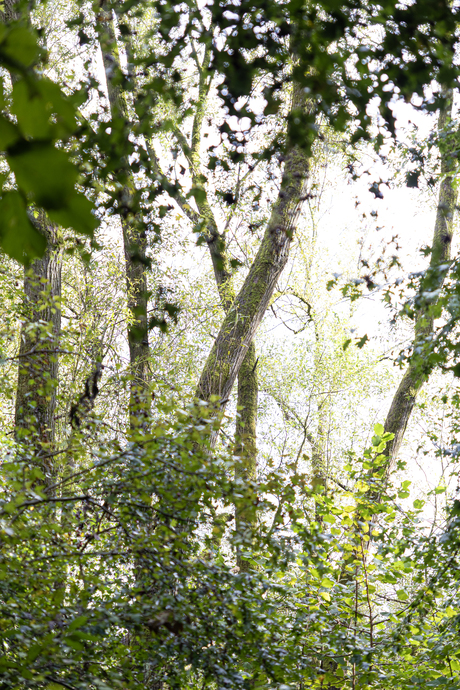 In het bos