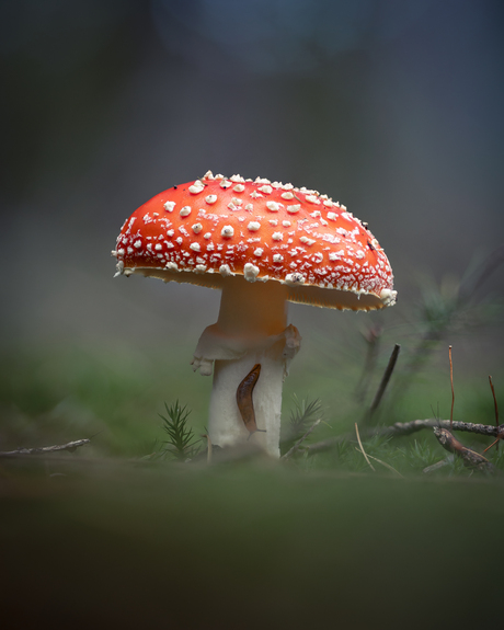 Icoon van de herfst