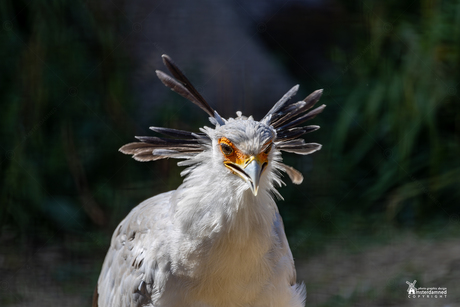 Diergaarde Blijdorp