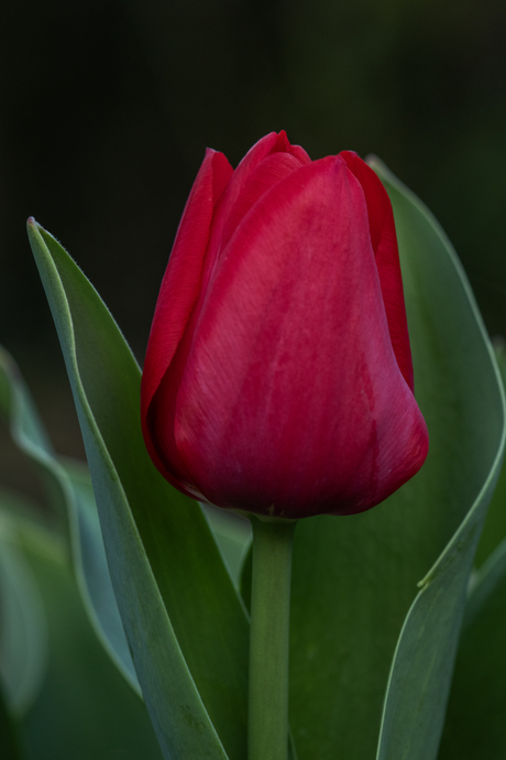 Tulp