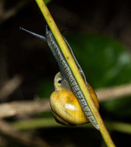 witgerande tuinslak