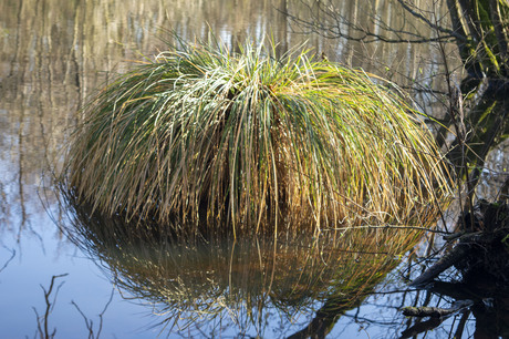 Weerspiegeling Pluimzegge plant