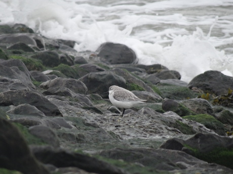 bonte strandloper