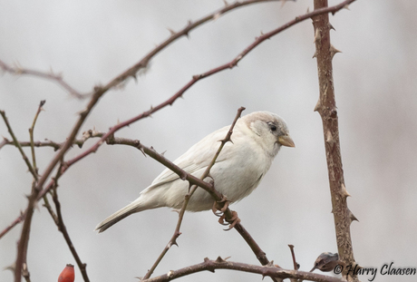 Witte huismus