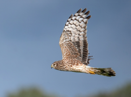 Fly-by van mevrouw blauwe kiekendief