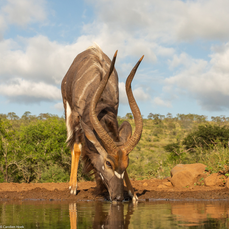 Laagland Nyala