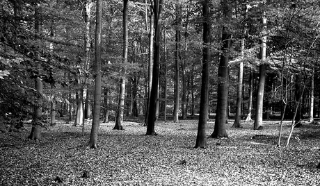 Beukenbos in zwartwit